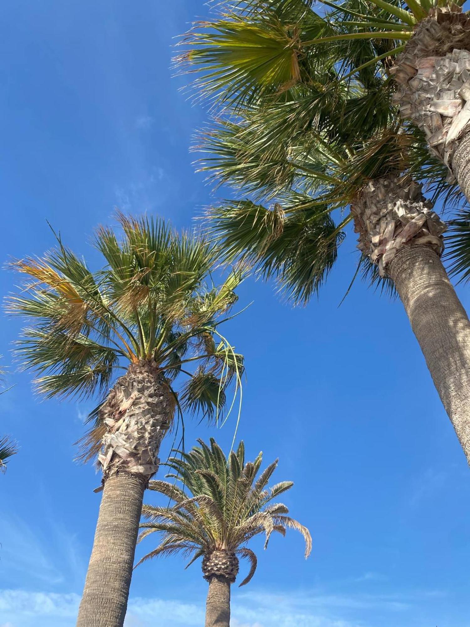 Sunny Suite سان ميغيل ذي أبونا المظهر الخارجي الصورة